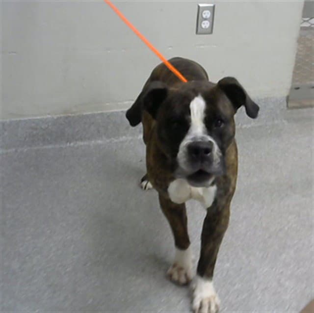 Augustus - Boxer