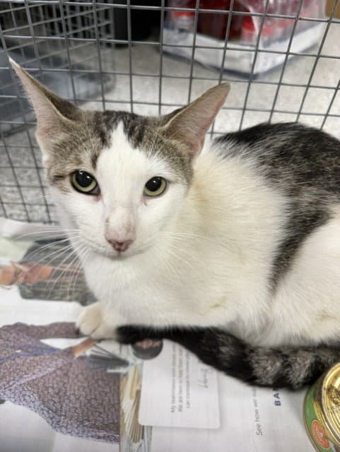 Unknown - Domestic Short Hair