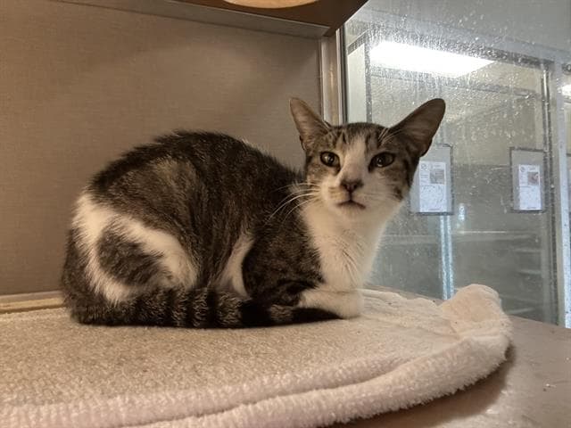 Unknown - Domestic Short Hair