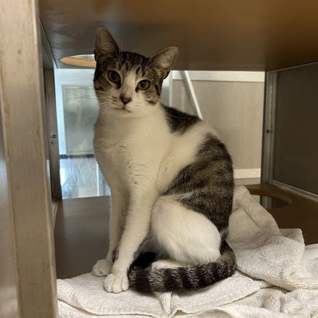 Unknown - Domestic Short Hair