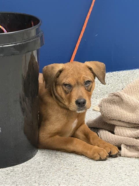 Unknown - American Pit Bull Terrier