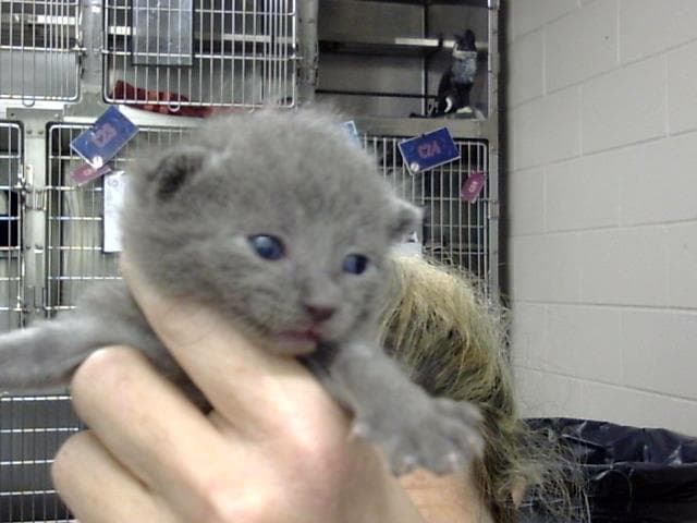 Unknown - Domestic Short Hair