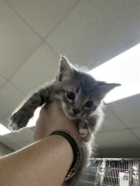 Unknown - Domestic Medium Hair