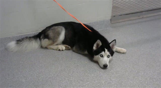Brandi - Siberian Husky