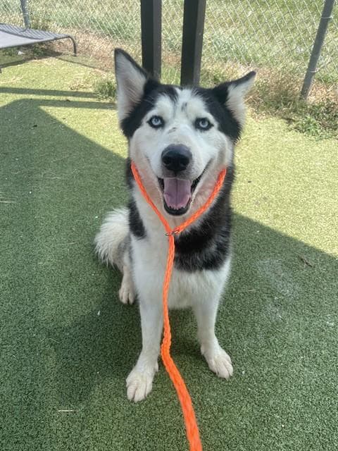 Brandi - Siberian Husky