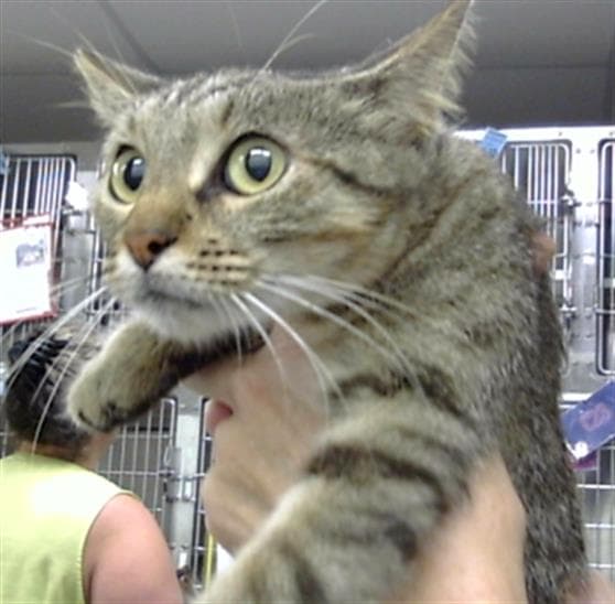Unknown - Domestic Short Hair