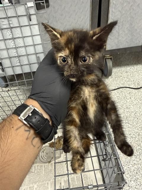 Unknown - Domestic Short Hair