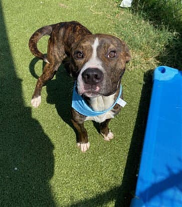 Apolo - American Pit Bull Terrier