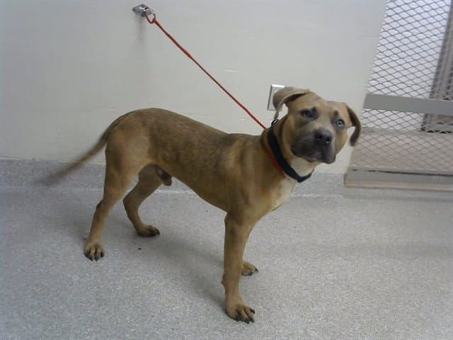 Diesel - American Pit Bull Terrier