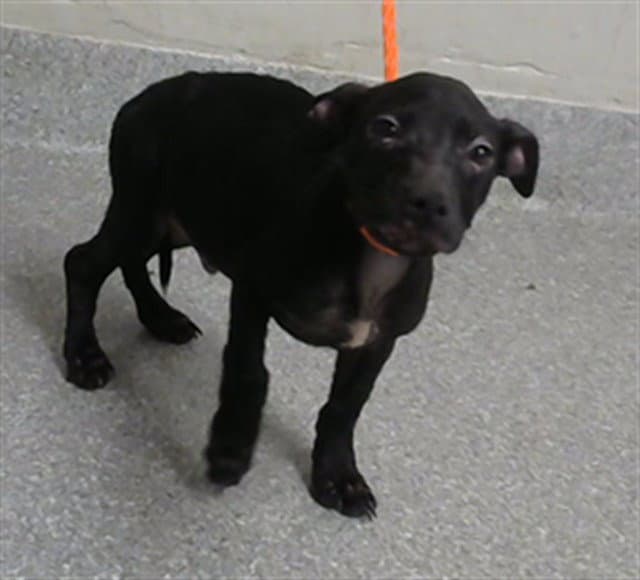 Unknown - American Pit Bull Terrier