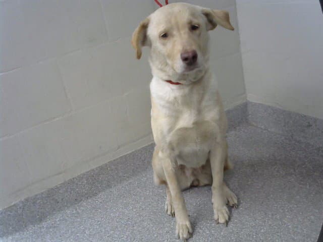 Unknown - Labrador Retriever