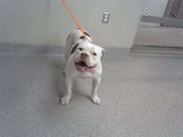 Unknown - American Pit Bull Terrier