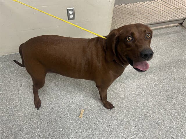 Cooper - Redbone Coonhound