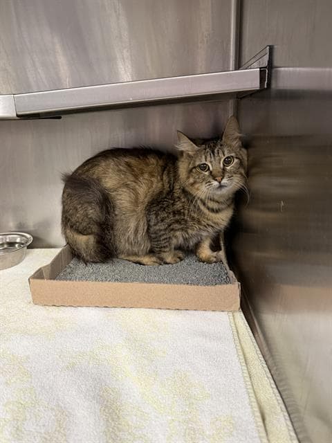 Unknown - Domestic Medium Hair