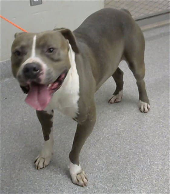 Faolan - American Staffordshire Terrier