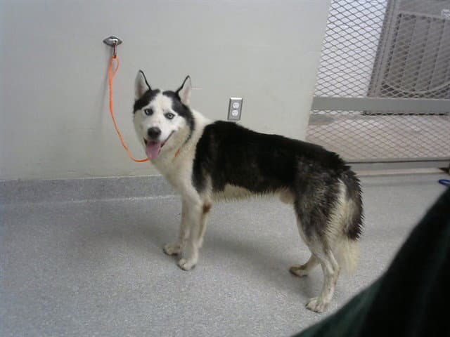 Unknown - Siberian Husky