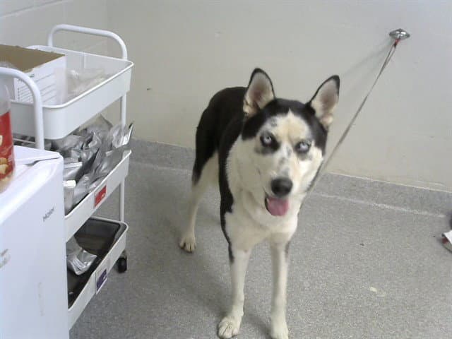 Unknown - Siberian Husky