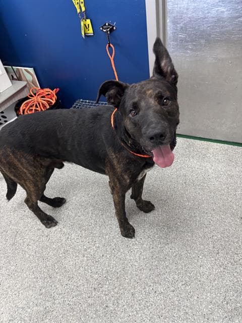 Unknown - Dutch Shepherd