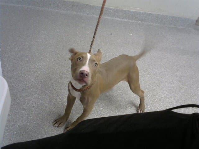 Unknown - American Pit Bull Terrier