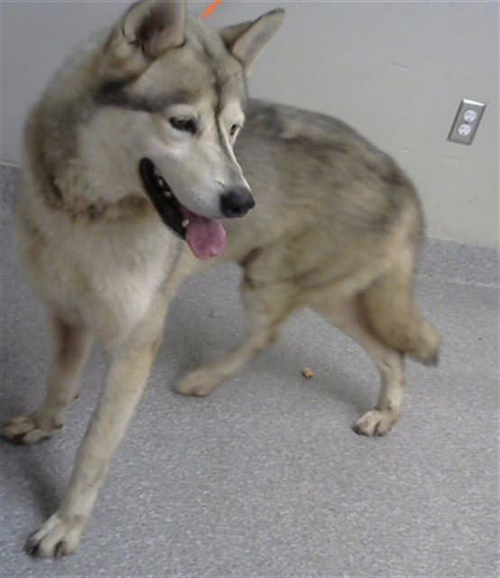 Lobo - Siberian Husky