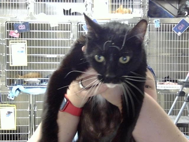 Pandora - Domestic Short Hair