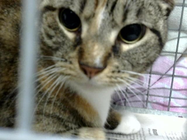 Unknown - Domestic Short Hair