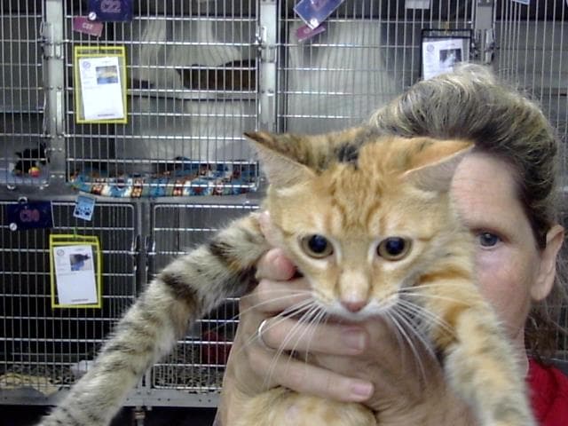 Unknown - Domestic Short Hair