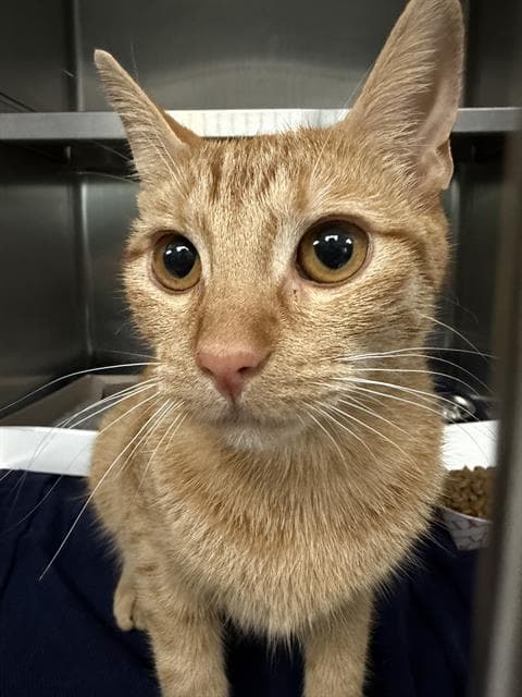 Unknown - Domestic Short Hair