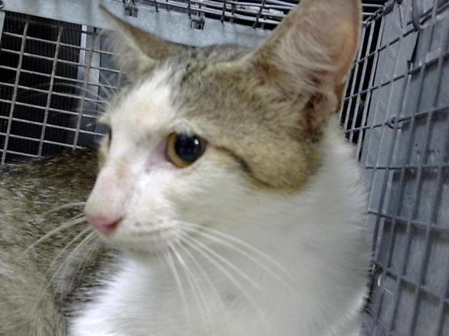 Unknown - Domestic Short Hair