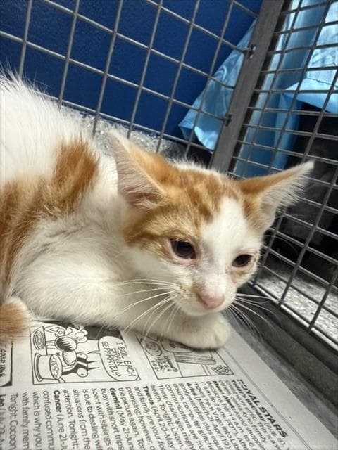 Unknown - Domestic Short Hair