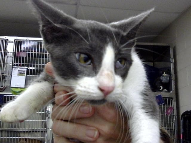 Unknown - Domestic Short Hair