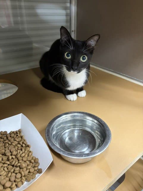 Unknown - Domestic Short Hair