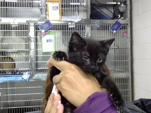 Unknown - Domestic Short Hair