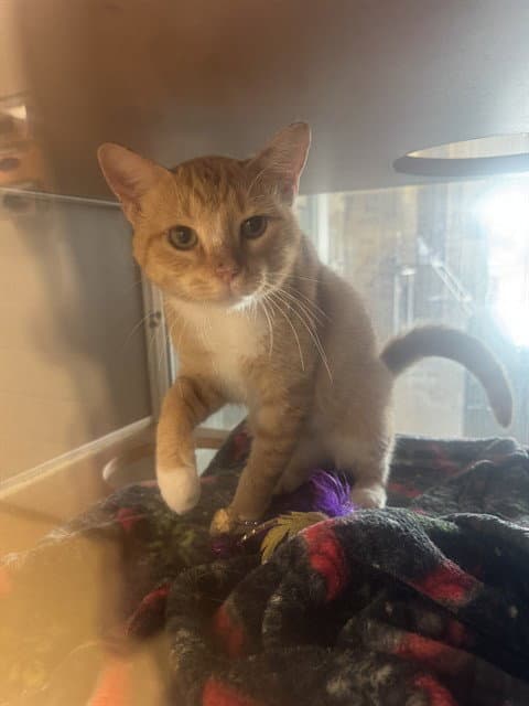 Unknown - Domestic Short Hair