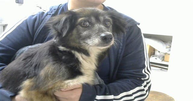 Lola - Chihuahua