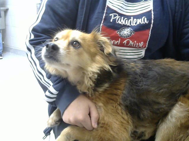 Foxy - Chihuahua