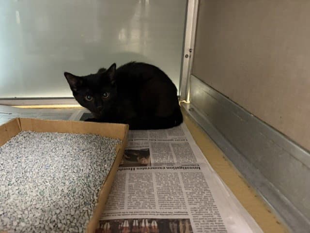 Unknown - Domestic Short Hair