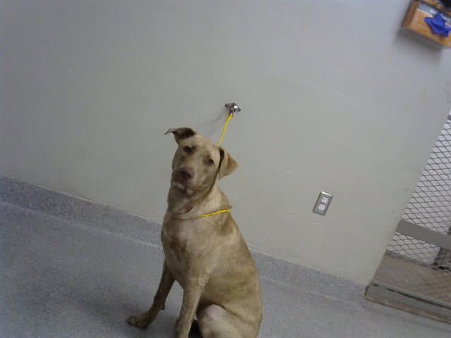 Spice - American Pit Bull Terrier