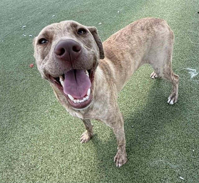 Spice - American Pit Bull Terrier
