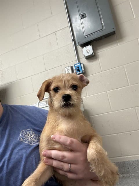 Unknown - Miniature Schnauzer