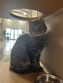 Kitty image 1