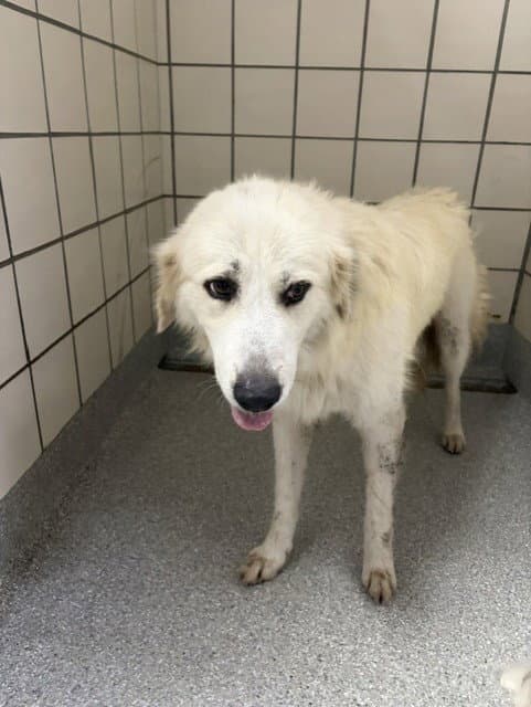 Unknown - Great Pyrenees
