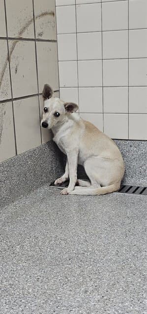Unknown - Chihuahua