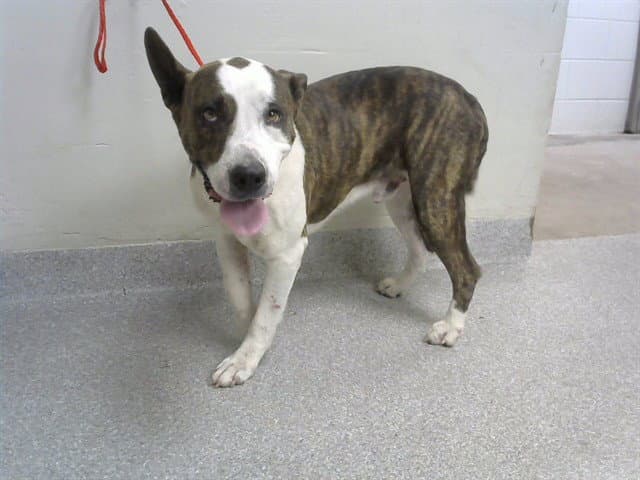Lt Dan - American Pit Bull Terrier