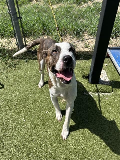 Lt Dan - American Pit Bull Terrier