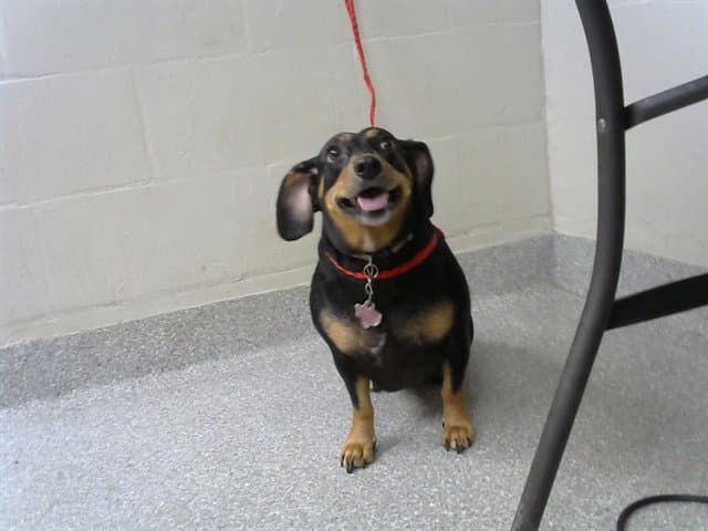 Penny - Dachshund