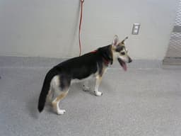 Buddy Bubba image 1
