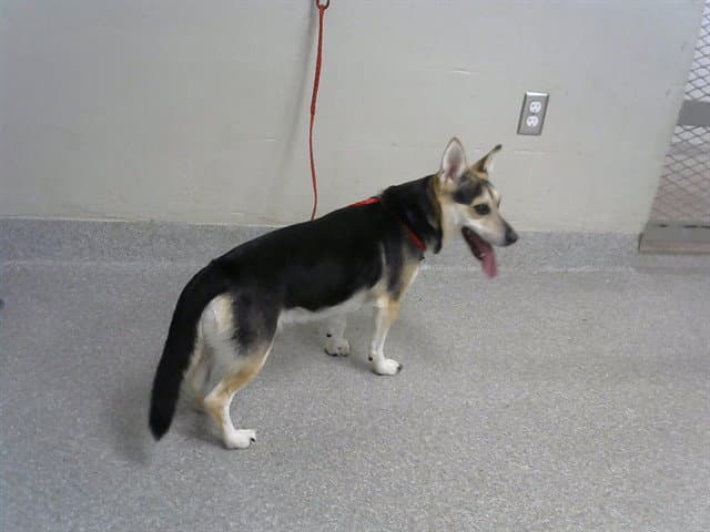 Buddy Bubba - Cardigan Welsh Corgi