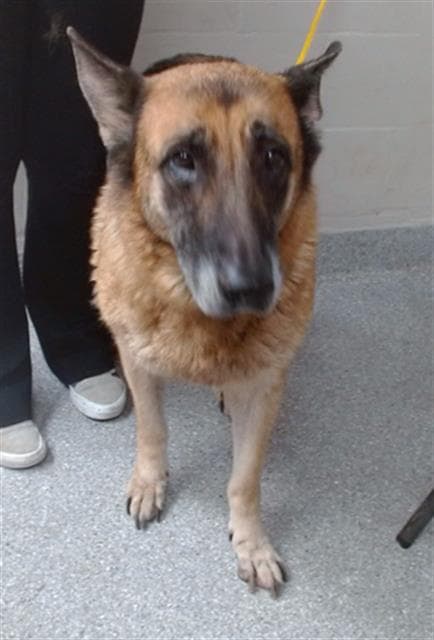Unknown - German Shepherd Dog