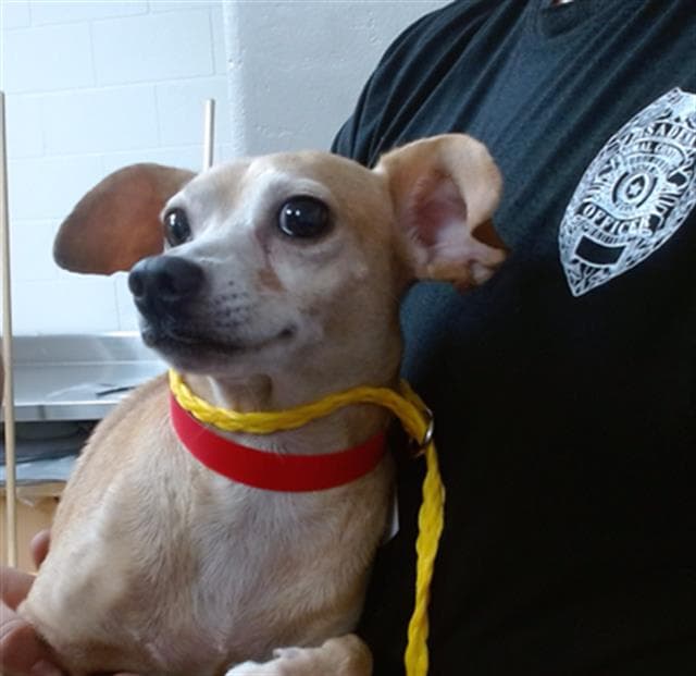 Unknown - Chihuahua